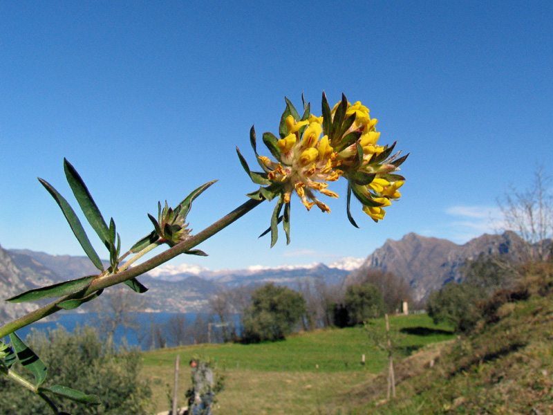 Anthyllis vulneraria subsp. weldeniana (=Anthyllis x adriatica)